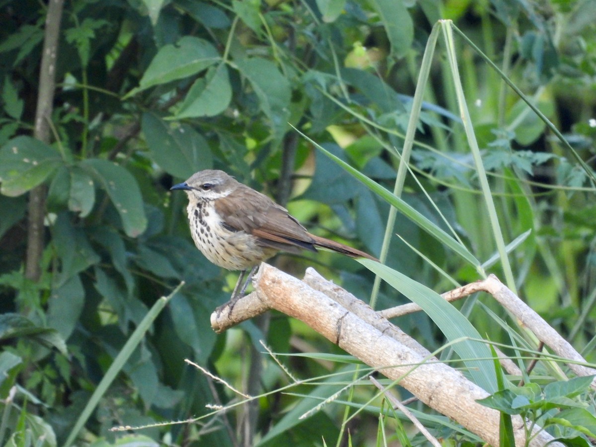 Spotted Morning-Thrush - ML638070961