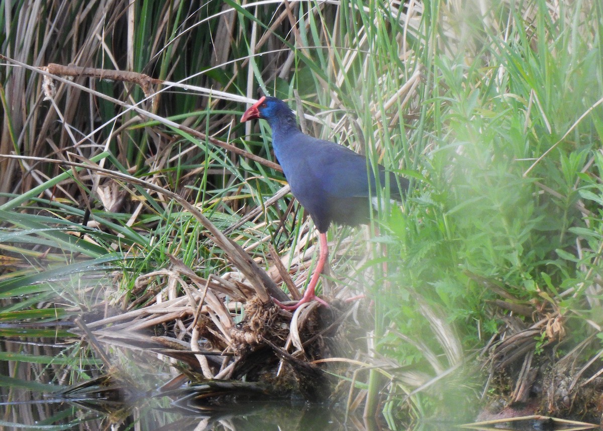 Western Swamphen - ML638070964