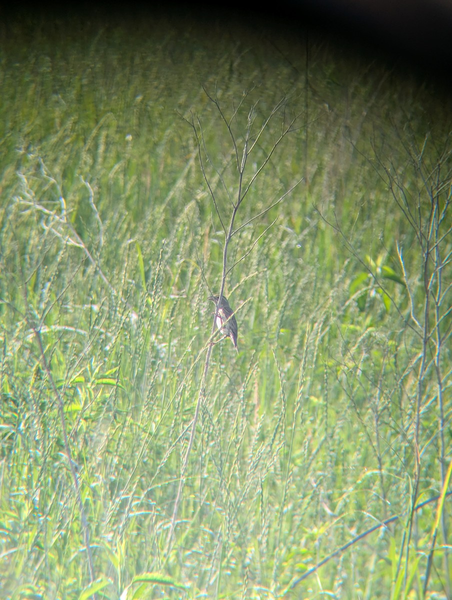 Dickcissel - ML638070981