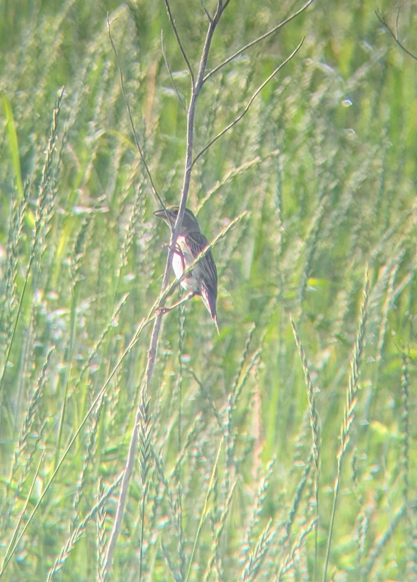 Dickcissel - ML638070982