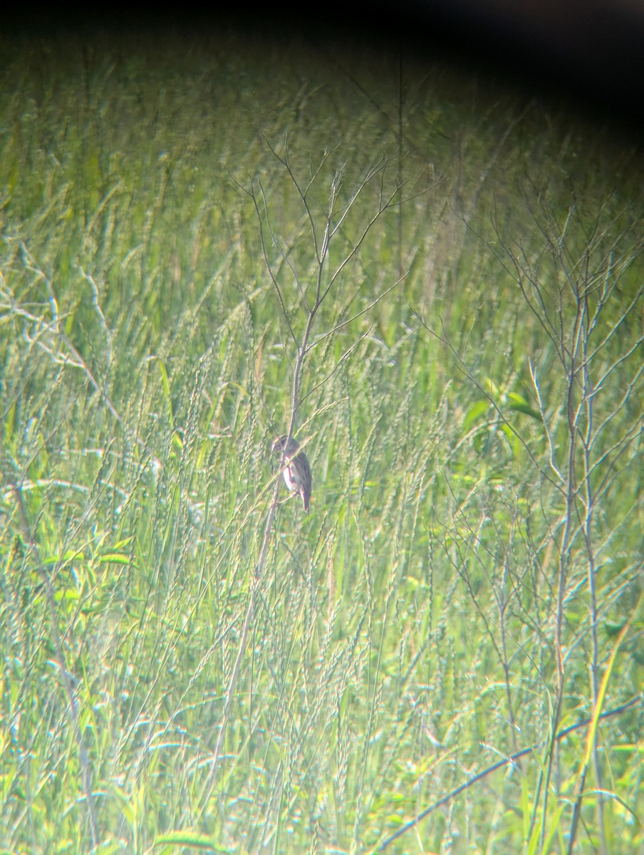 Dickcissel - ML638070983