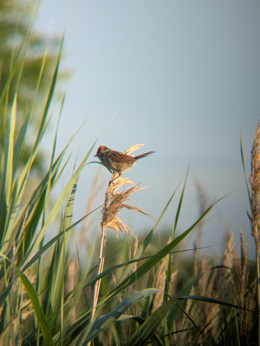 Swamp Sparrow - ML638070990