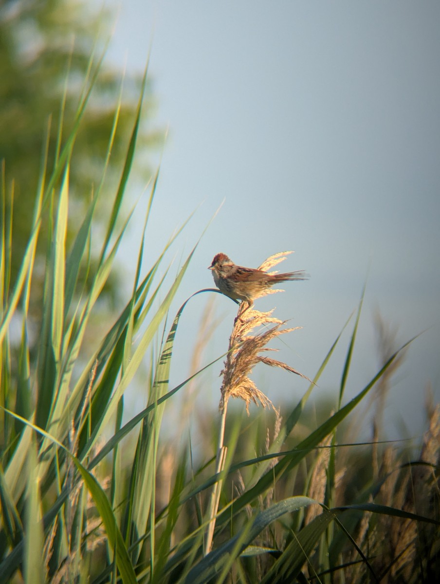 Swamp Sparrow - ML638070991