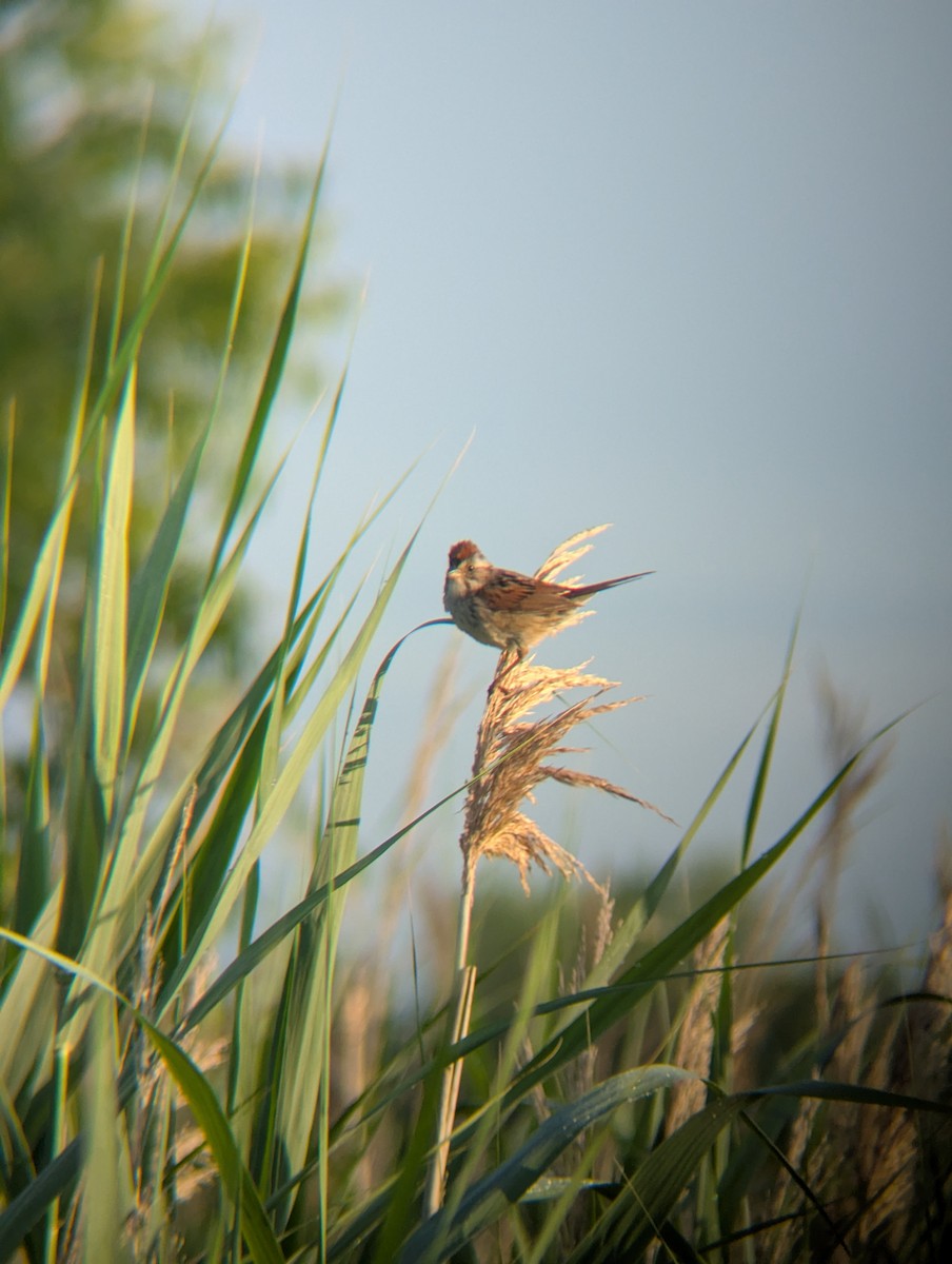 Swamp Sparrow - ML638070993