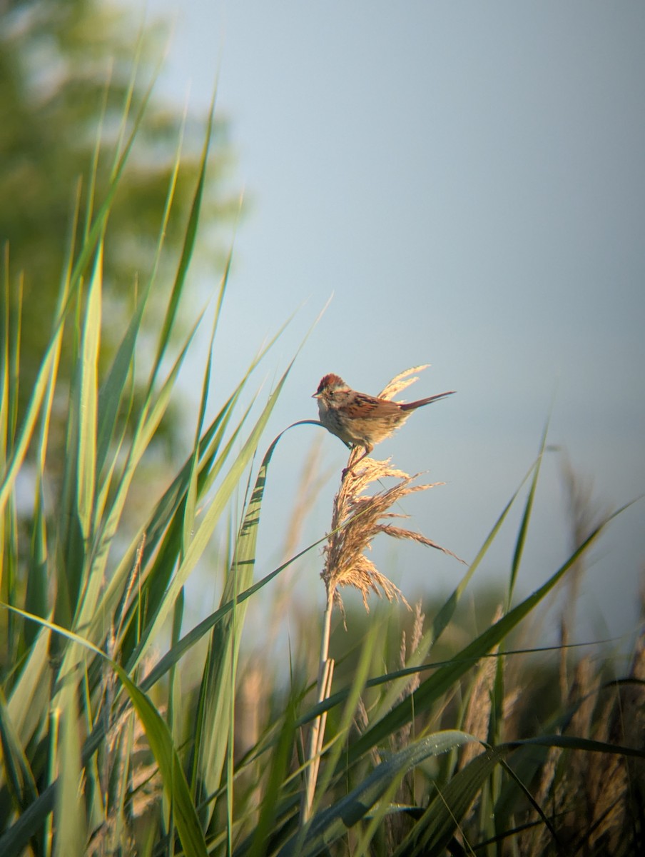 Swamp Sparrow - ML638070994