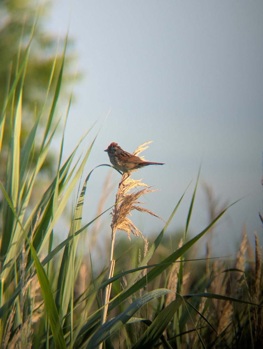 Swamp Sparrow - ML638070995
