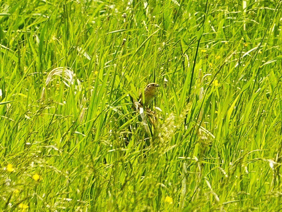 LeConte's Sparrow - ML638071033