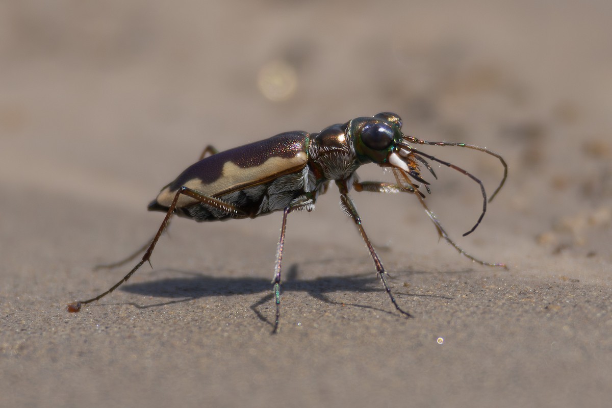 Cream-edged Tiger Beetle