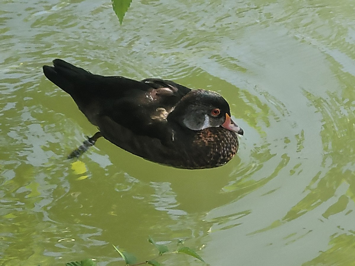 kachnička karolínská - ML638071066