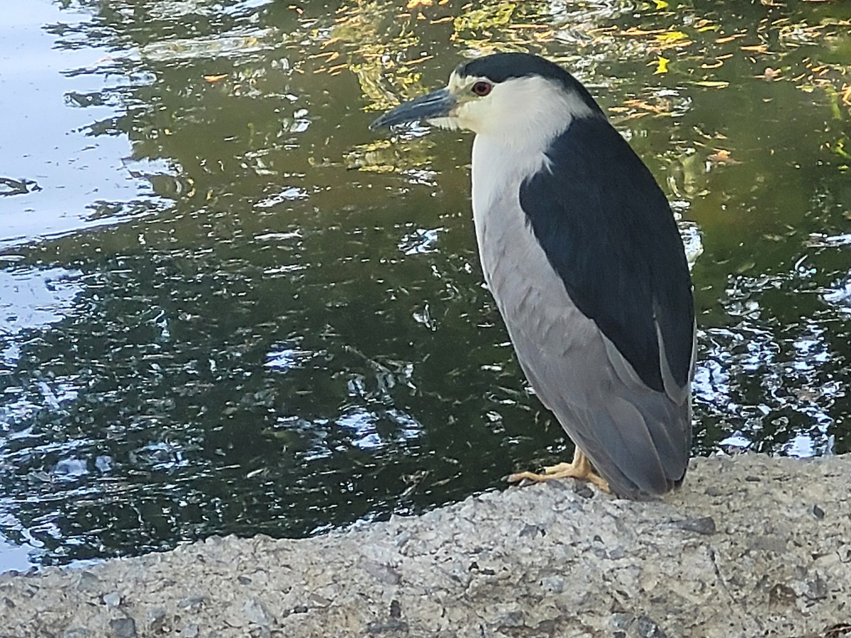 kvakoš noční - ML638071075