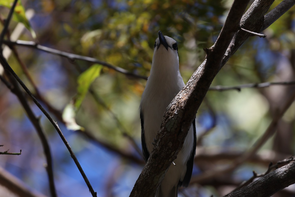 Hook-billed Vanga - ML638071119