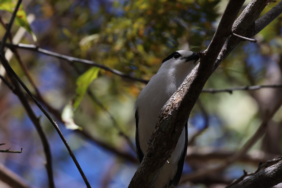 Hook-billed Vanga - ML638071122