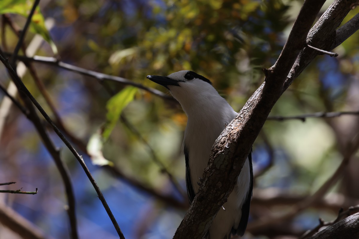 Hook-billed Vanga - ML638071139