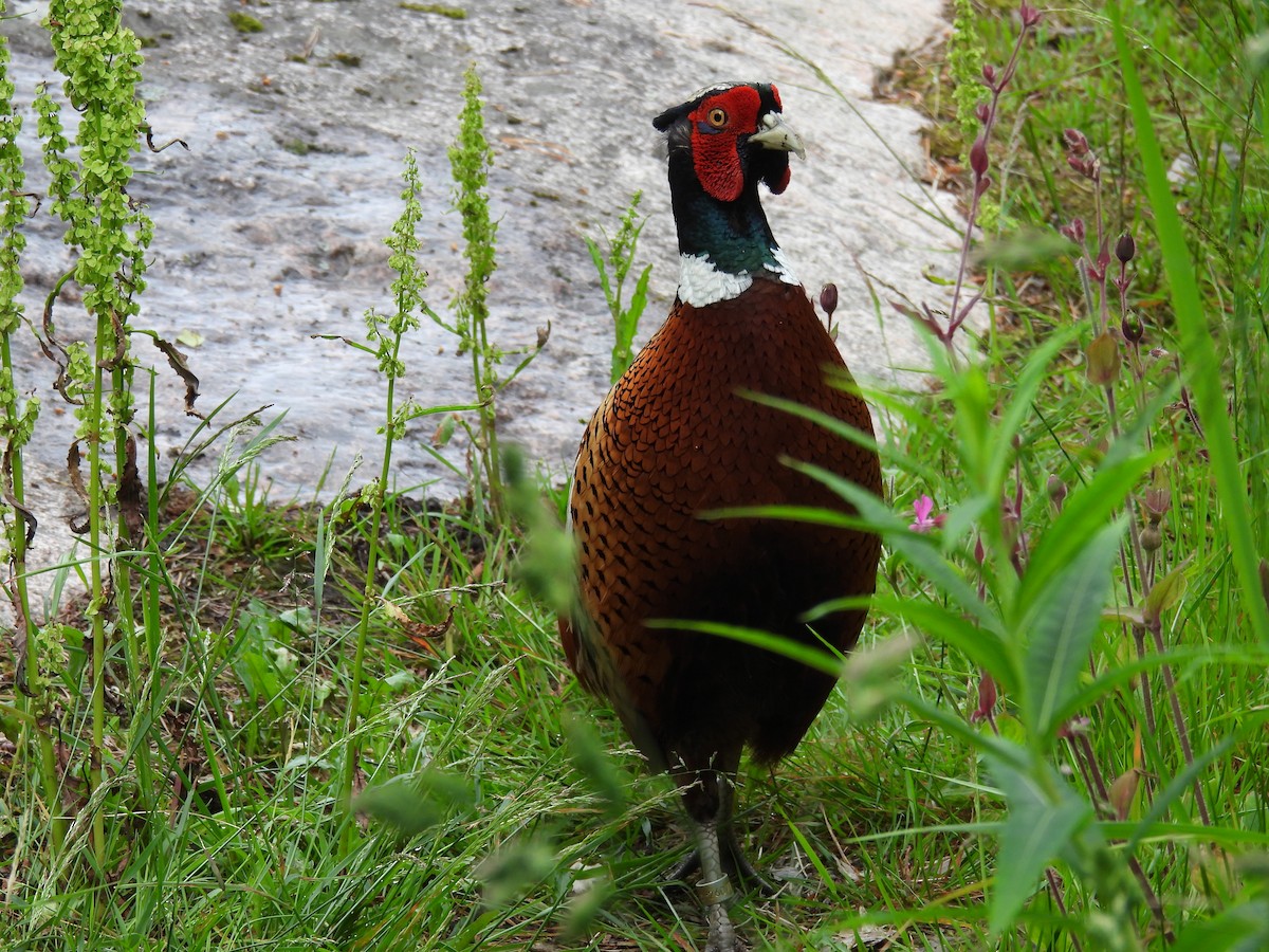 Faisan de Colchide - ML638071173