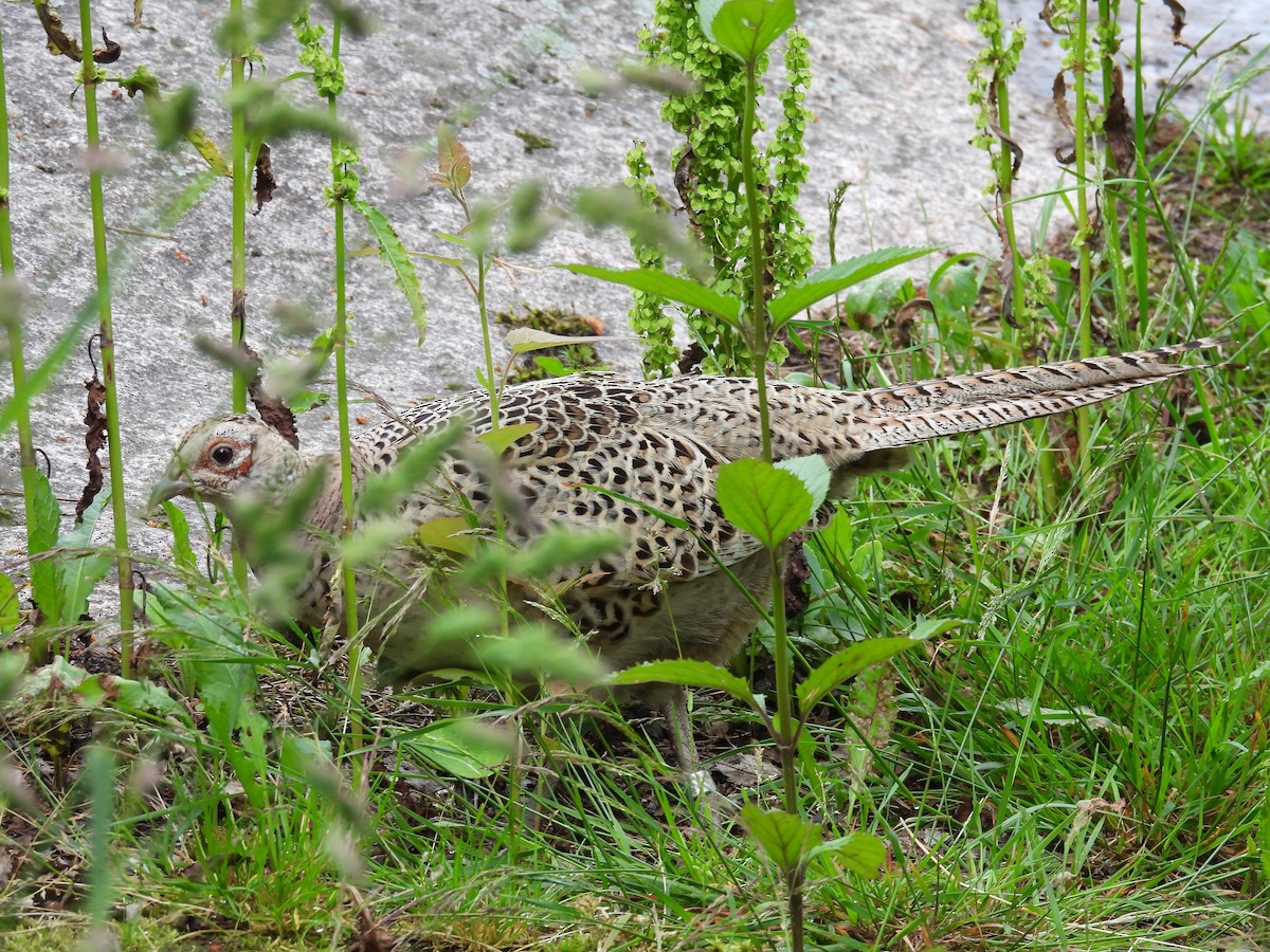 Faisan de Colchide - ML638071174