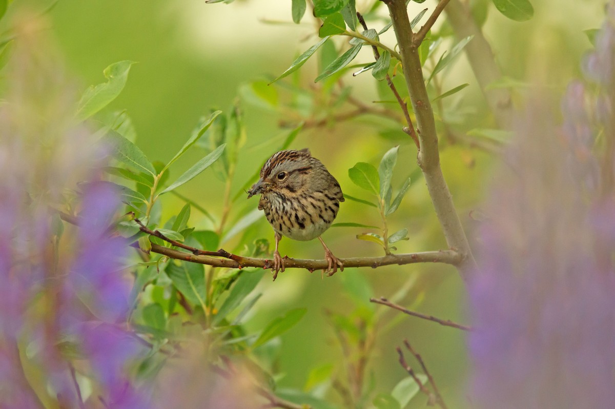 Lincoln's Sparrow - ML638071189