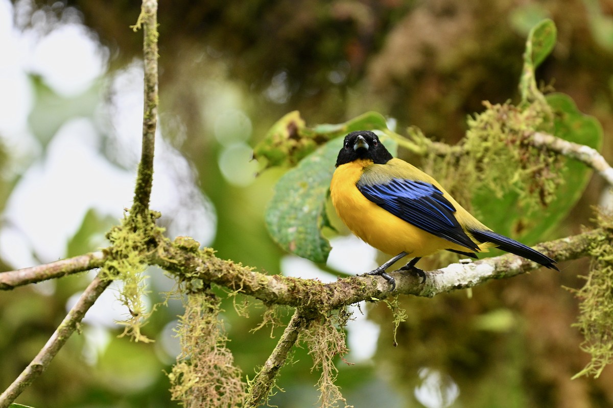 Black-chinned Mountain Tanager - ML638071196