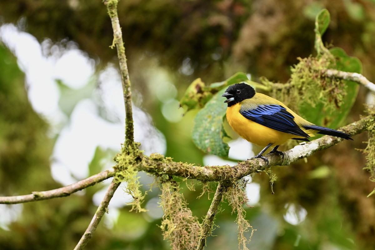 Black-chinned Mountain Tanager - ML638071197