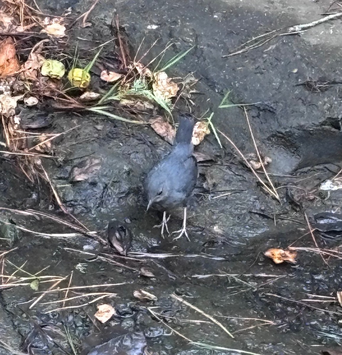 American Dipper - ML638071216