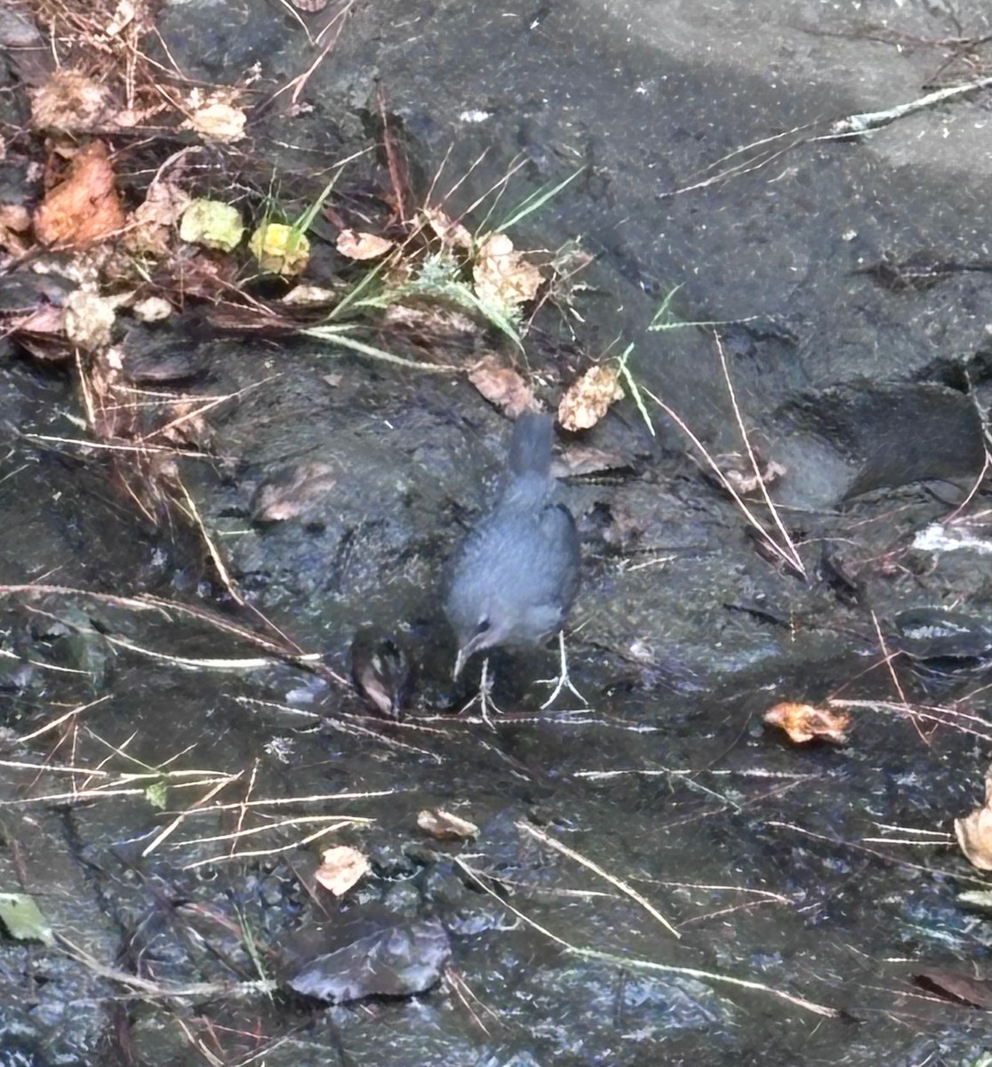 American Dipper - ML638071217