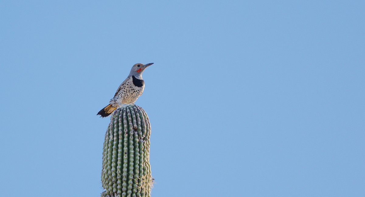 Gilded Flicker - ML638071221