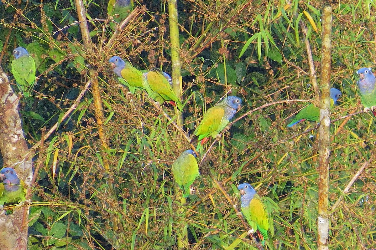 Blue-headed Parrot - ML638071237