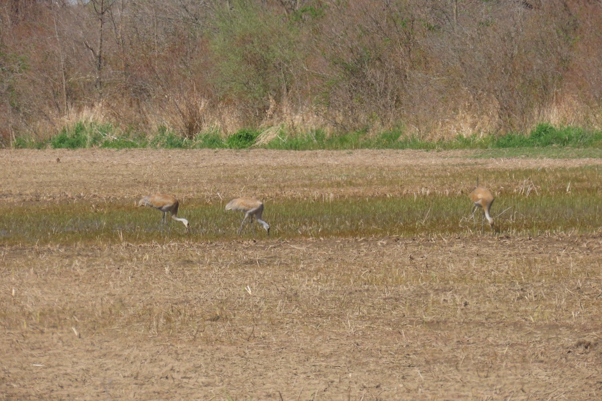 Sandhill Crane - ML638071258