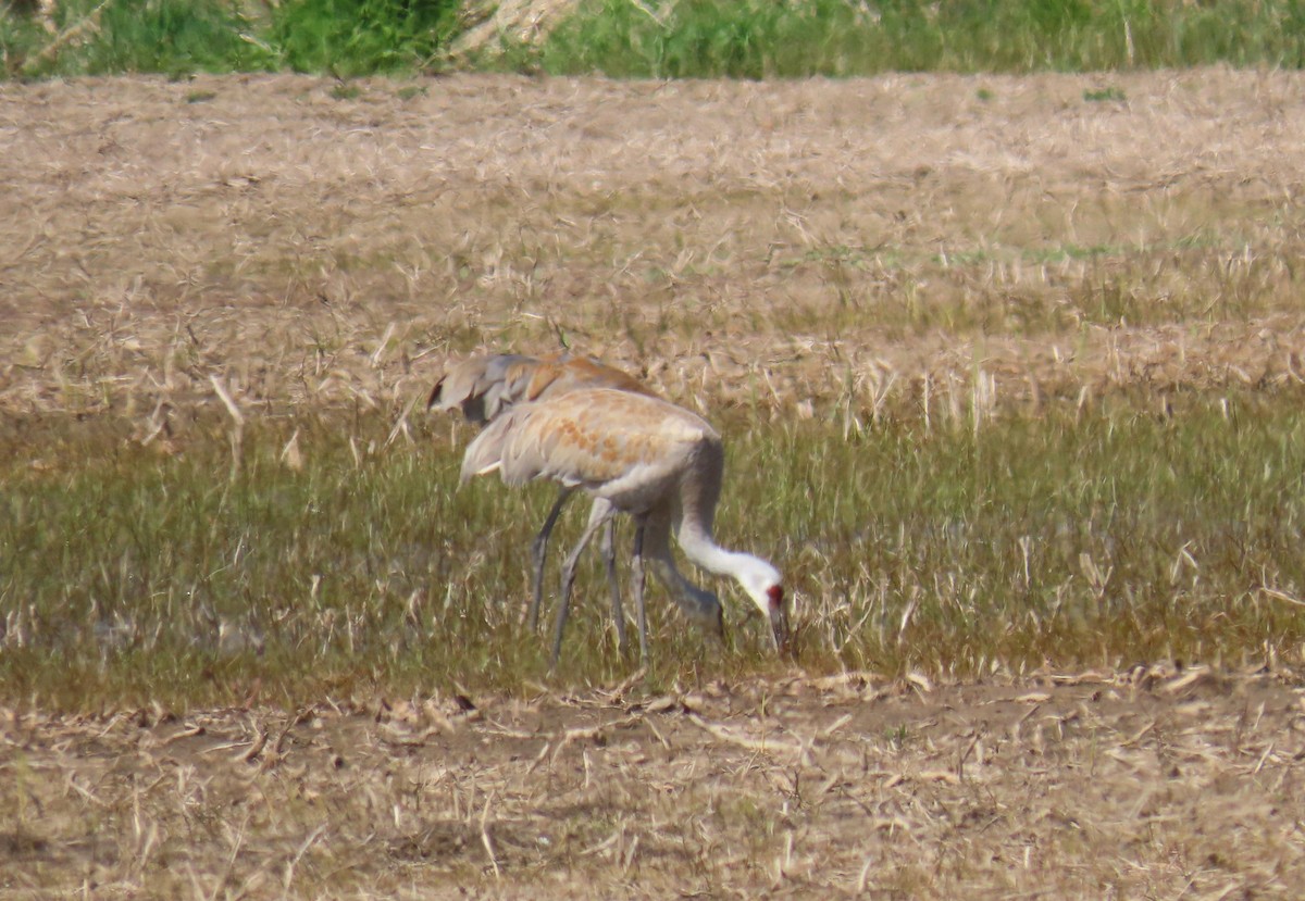 Sandhill Crane - ML638071259