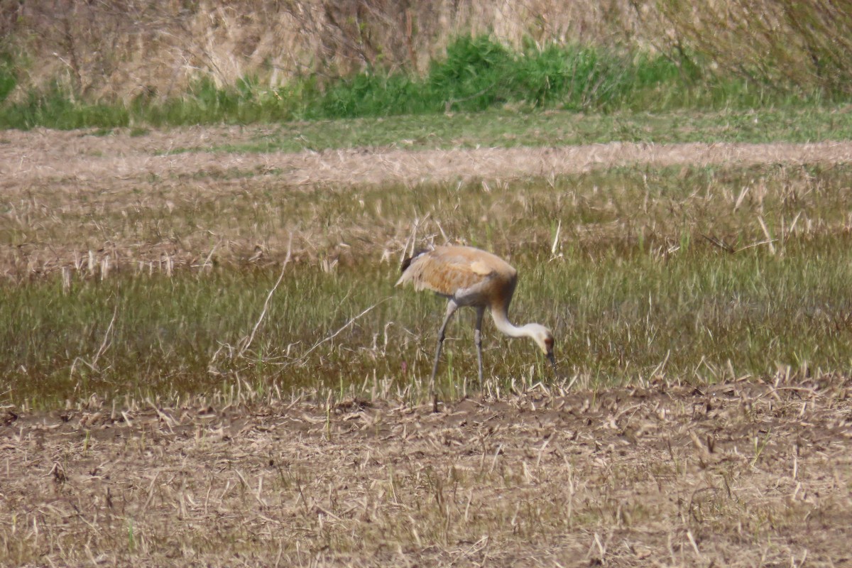 Sandhill Crane - ML638071261