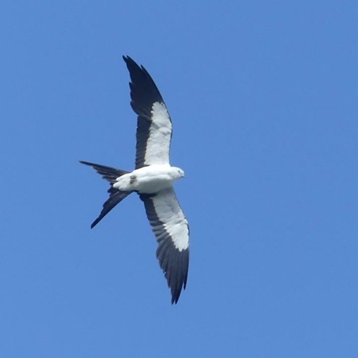 Swallow-tailed Kite - ML638071262