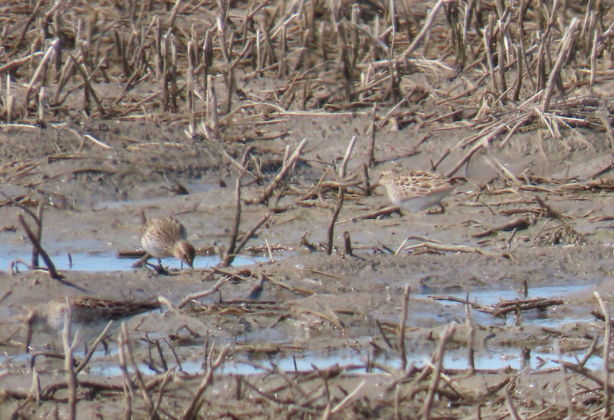 Pectoral Sandpiper - ML638071285