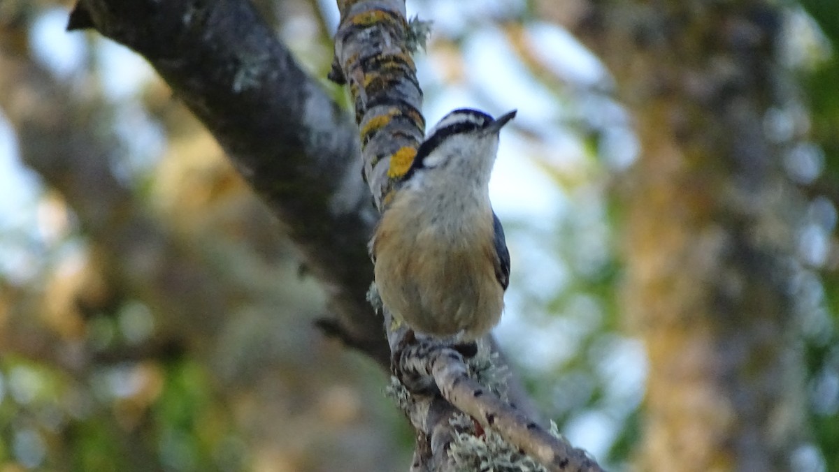 Red-breasted Nuthatch - ML638071297