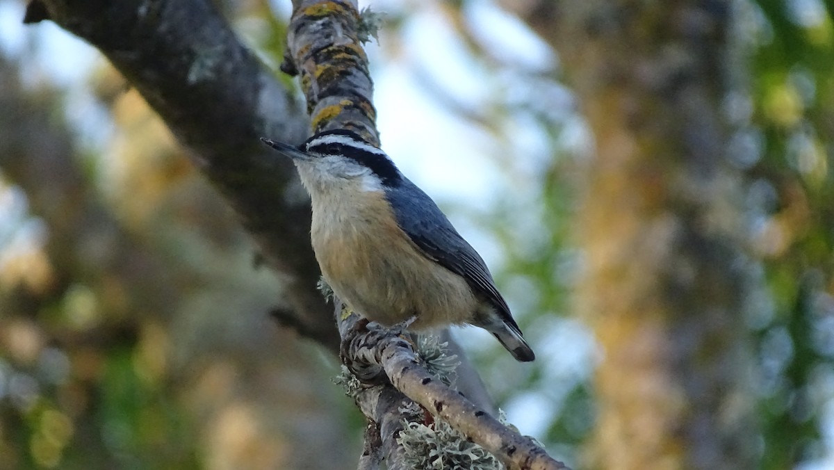 Red-breasted Nuthatch - ML638071298
