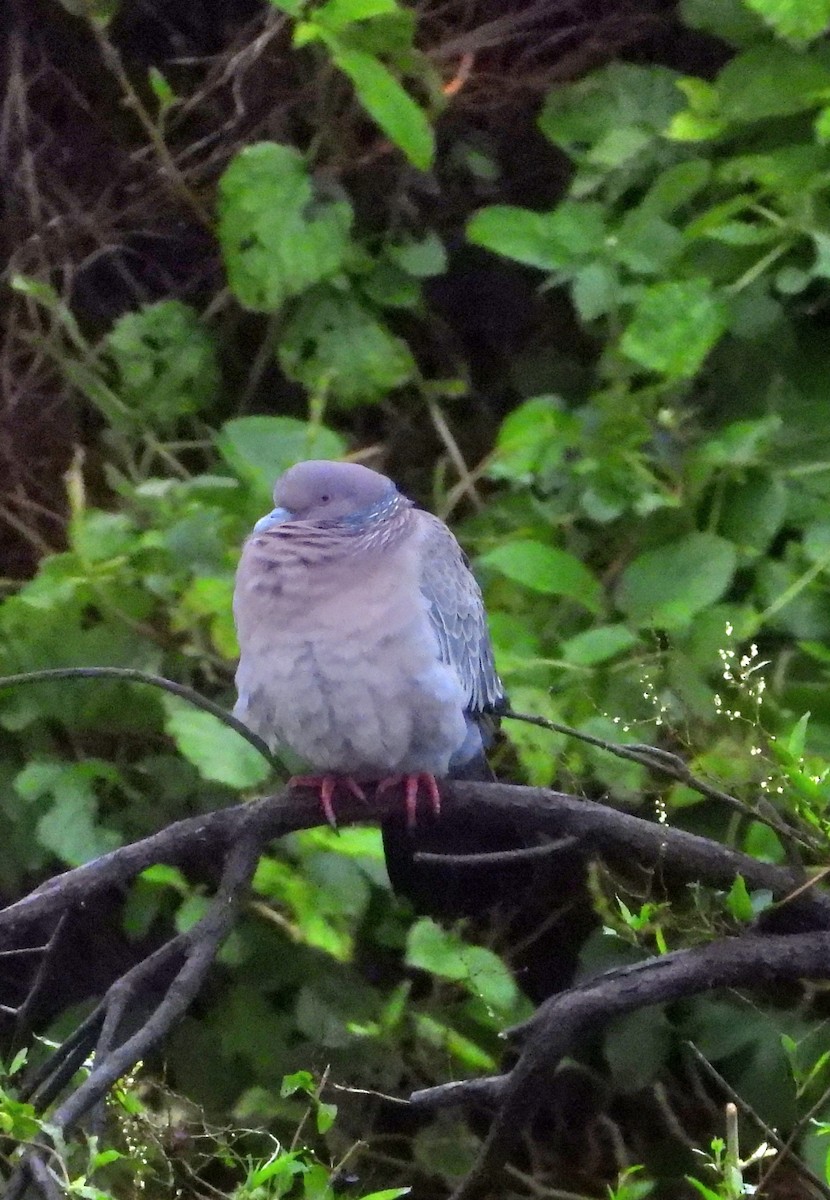 Picazuro Pigeon - ML638071301