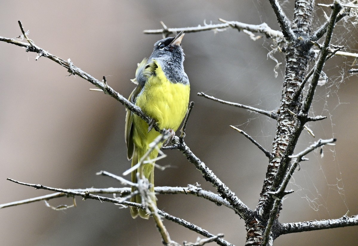 MacGillivray's Warbler - ML638071348