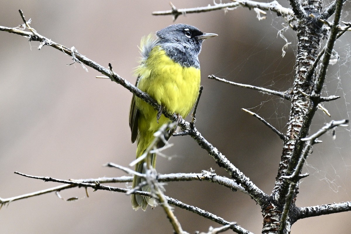 MacGillivray's Warbler - ML638071349