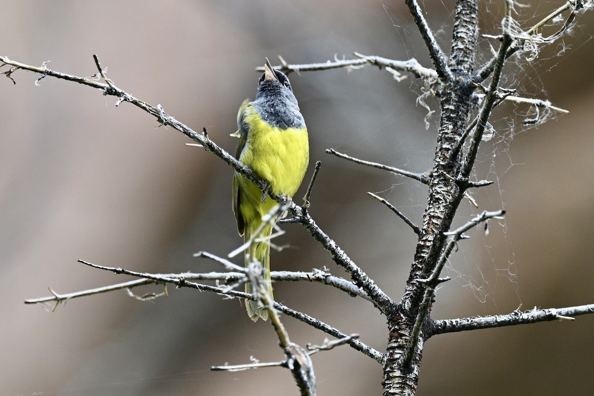 MacGillivray's Warbler - ML638071350