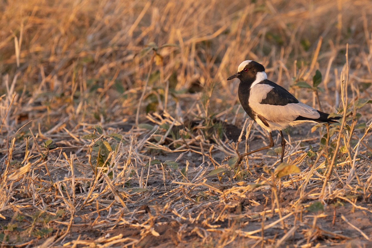 Blacksmith Lapwing - ML638071353