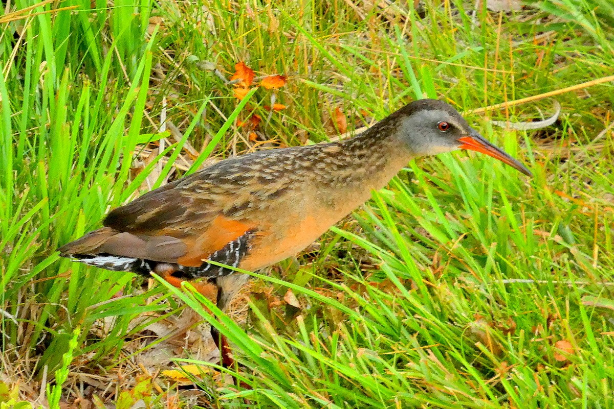 Virginia Rail - ML638071364