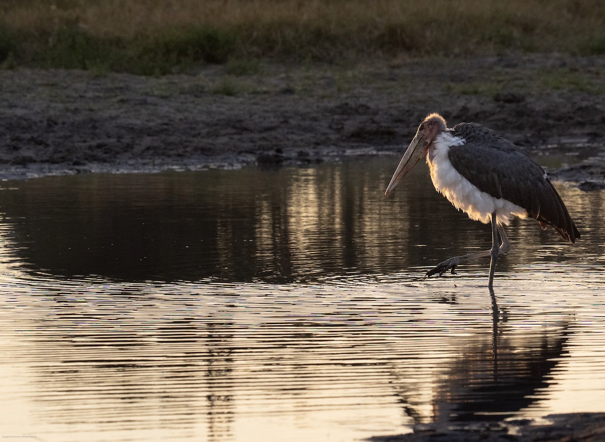 marabu africký - ML638071370