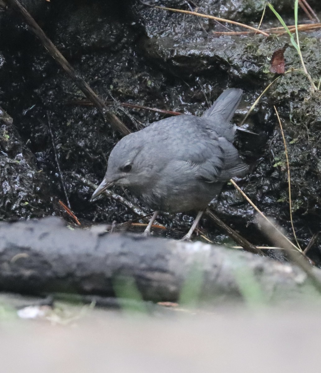 American Dipper - ML638071372