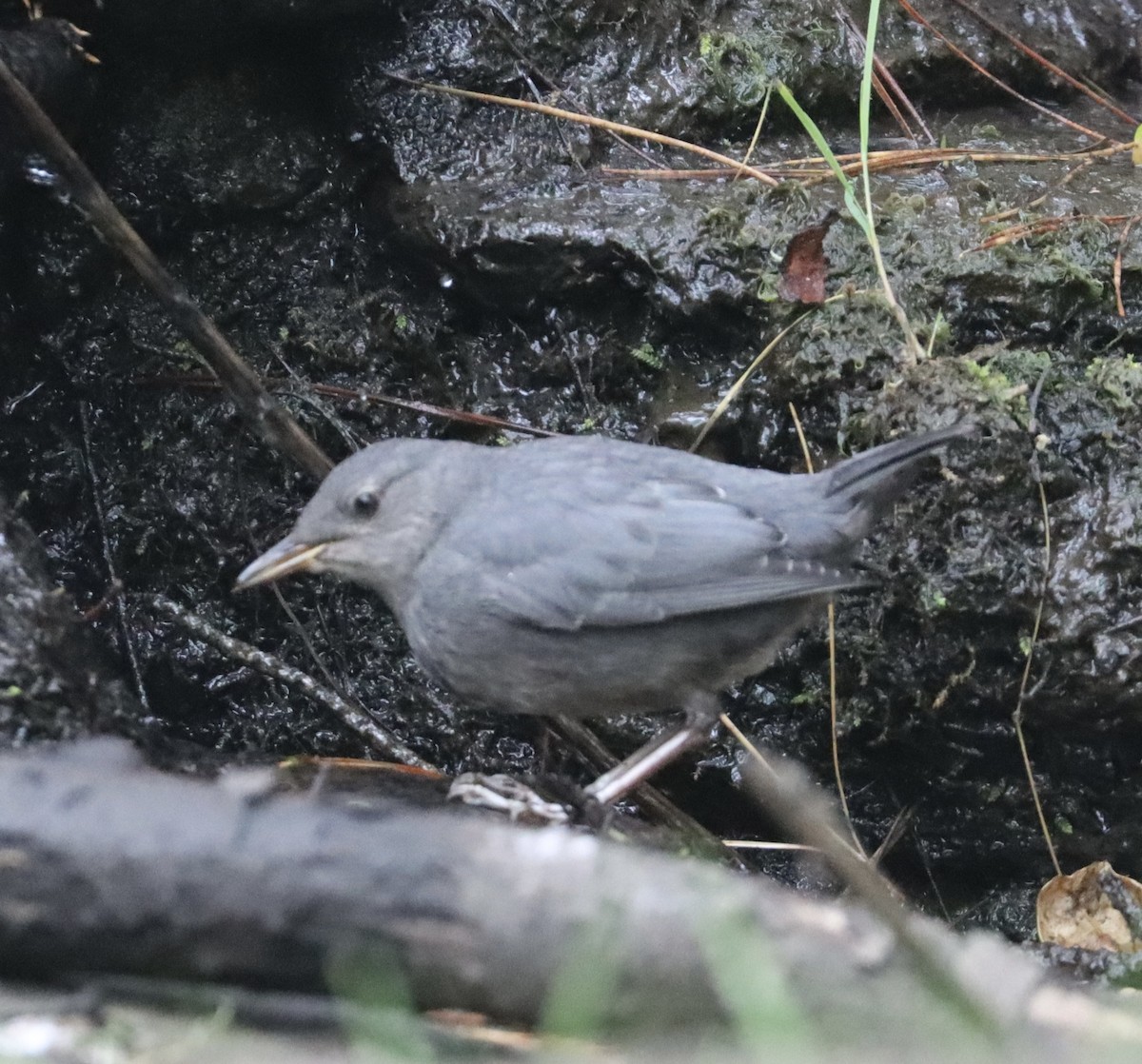 American Dipper - ML638071373