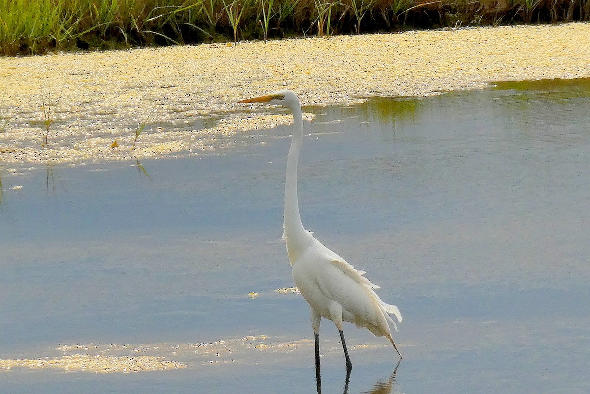Great Egret - ML638071390