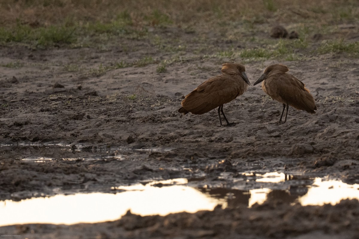 Hamerkop - ML638071405