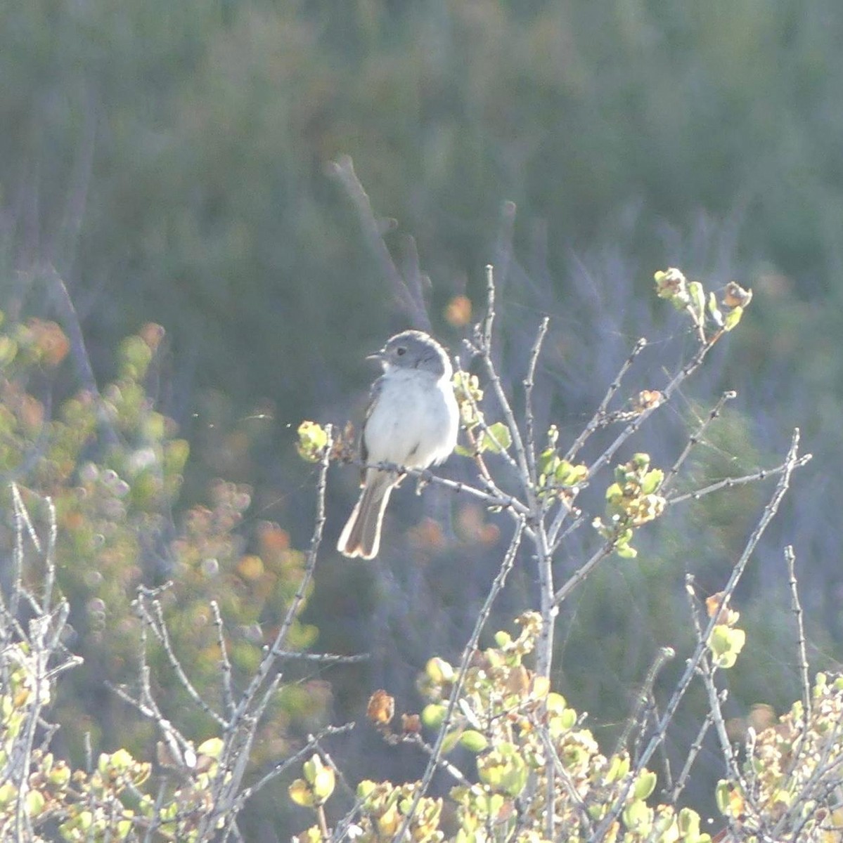 Gray Vireo - ML638071410