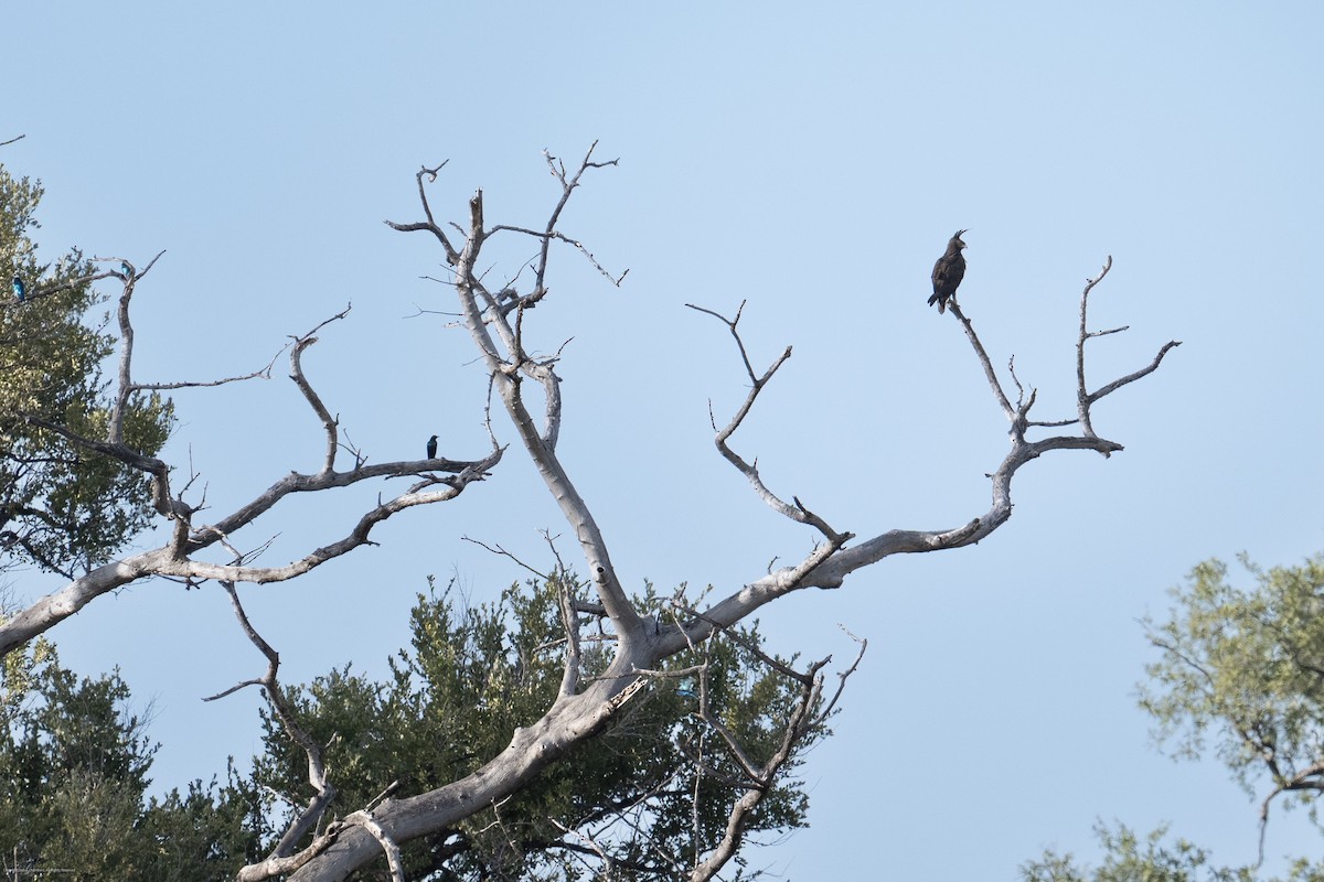 Long-crested Eagle - ML638071411