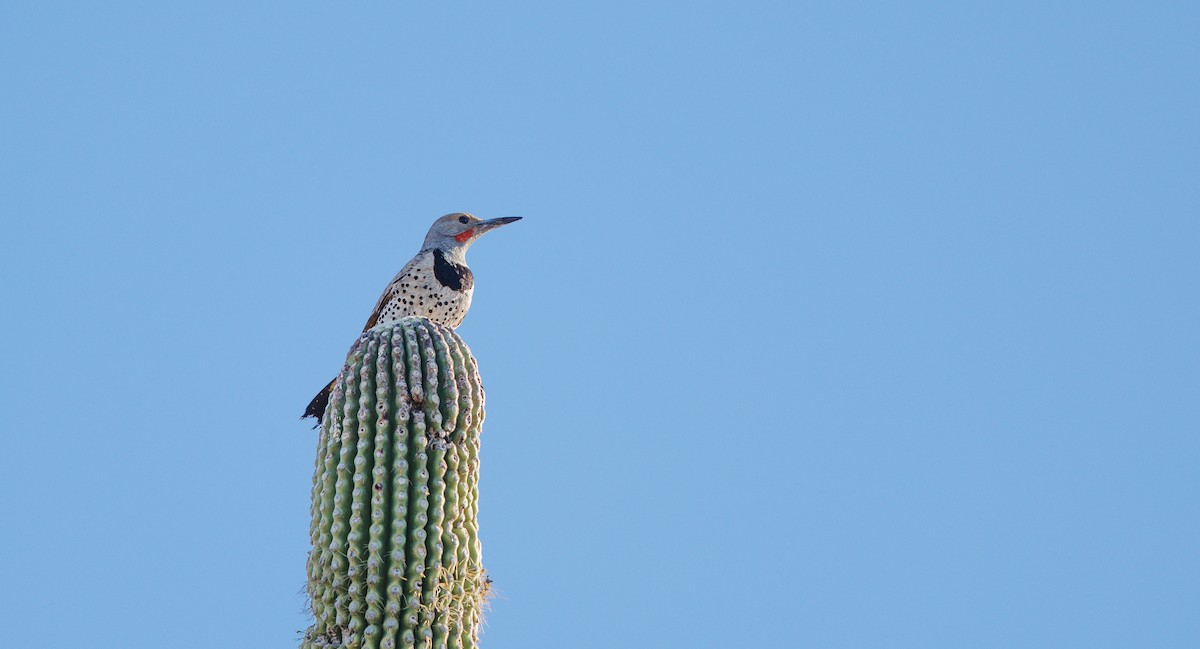 Gilded Flicker - ML638071423