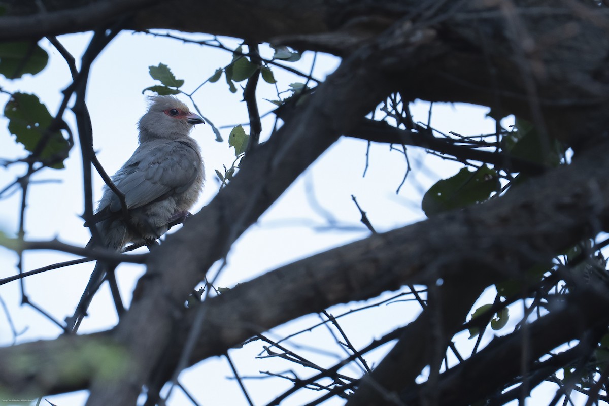 Red-faced Mousebird - ML638071438
