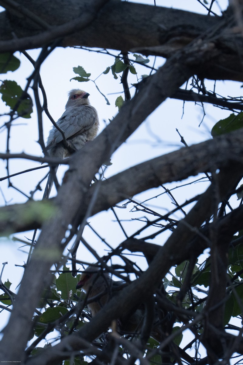 Red-faced Mousebird - ML638071440