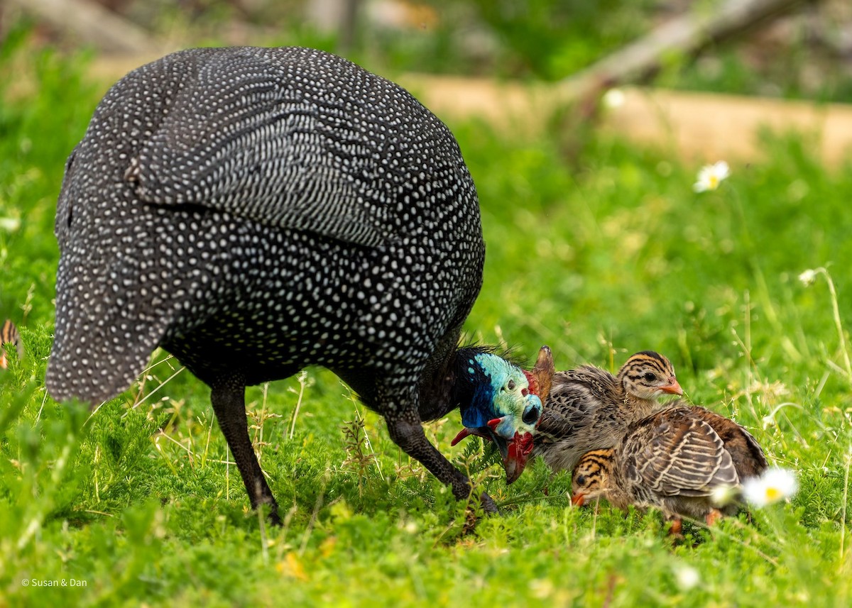 Helmeted Guineafowl - ML638071463